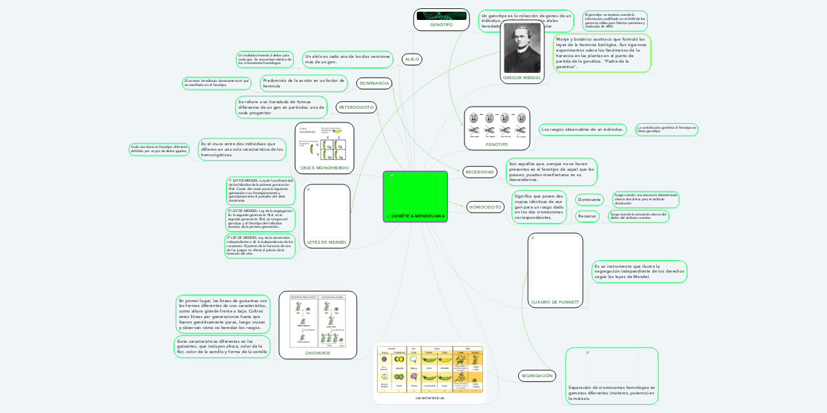 GENÉTICA MENDELIANA MindMeister Mapa Mental