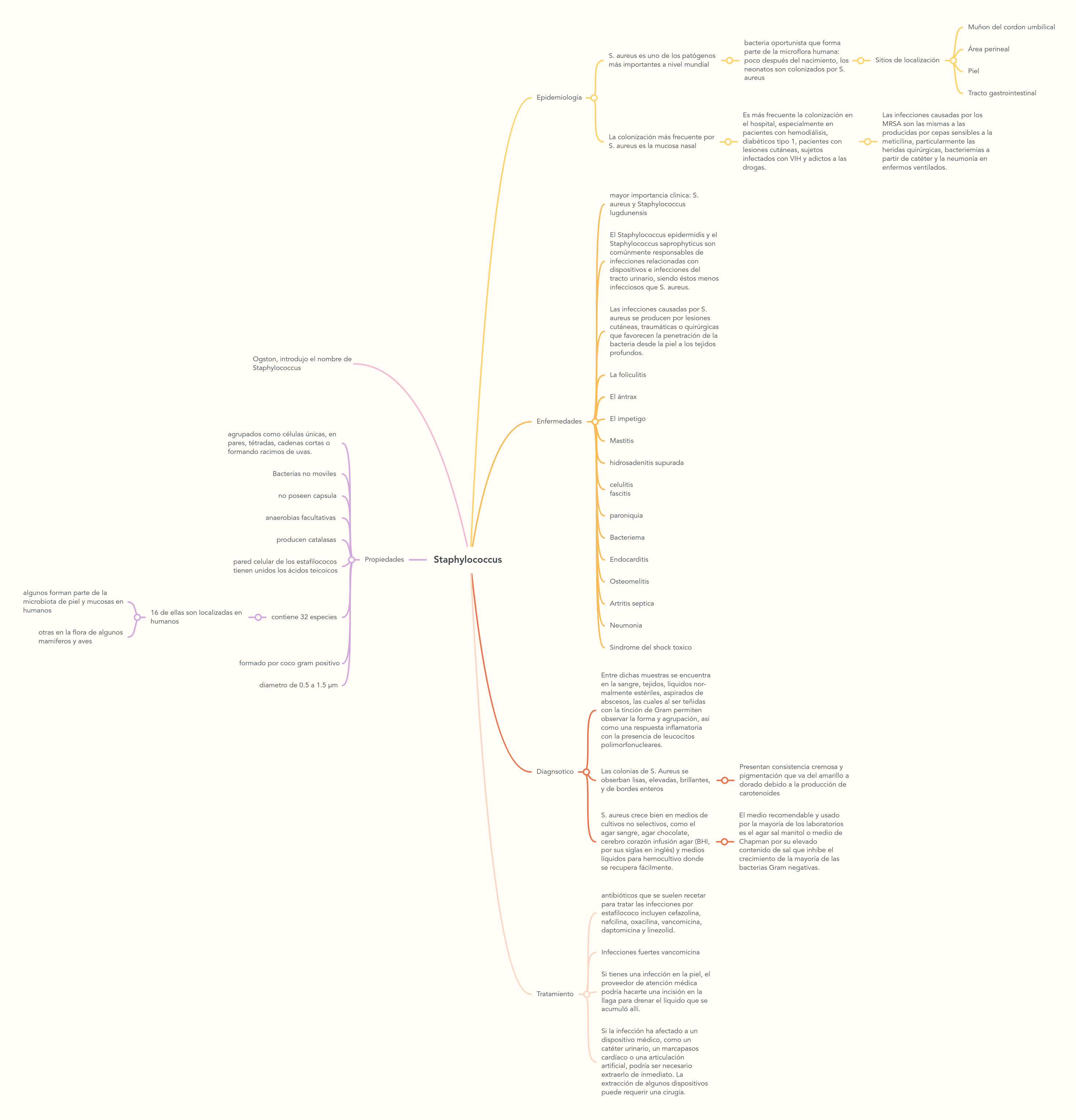 Staphylococcus | MindMeister Mapa Mental