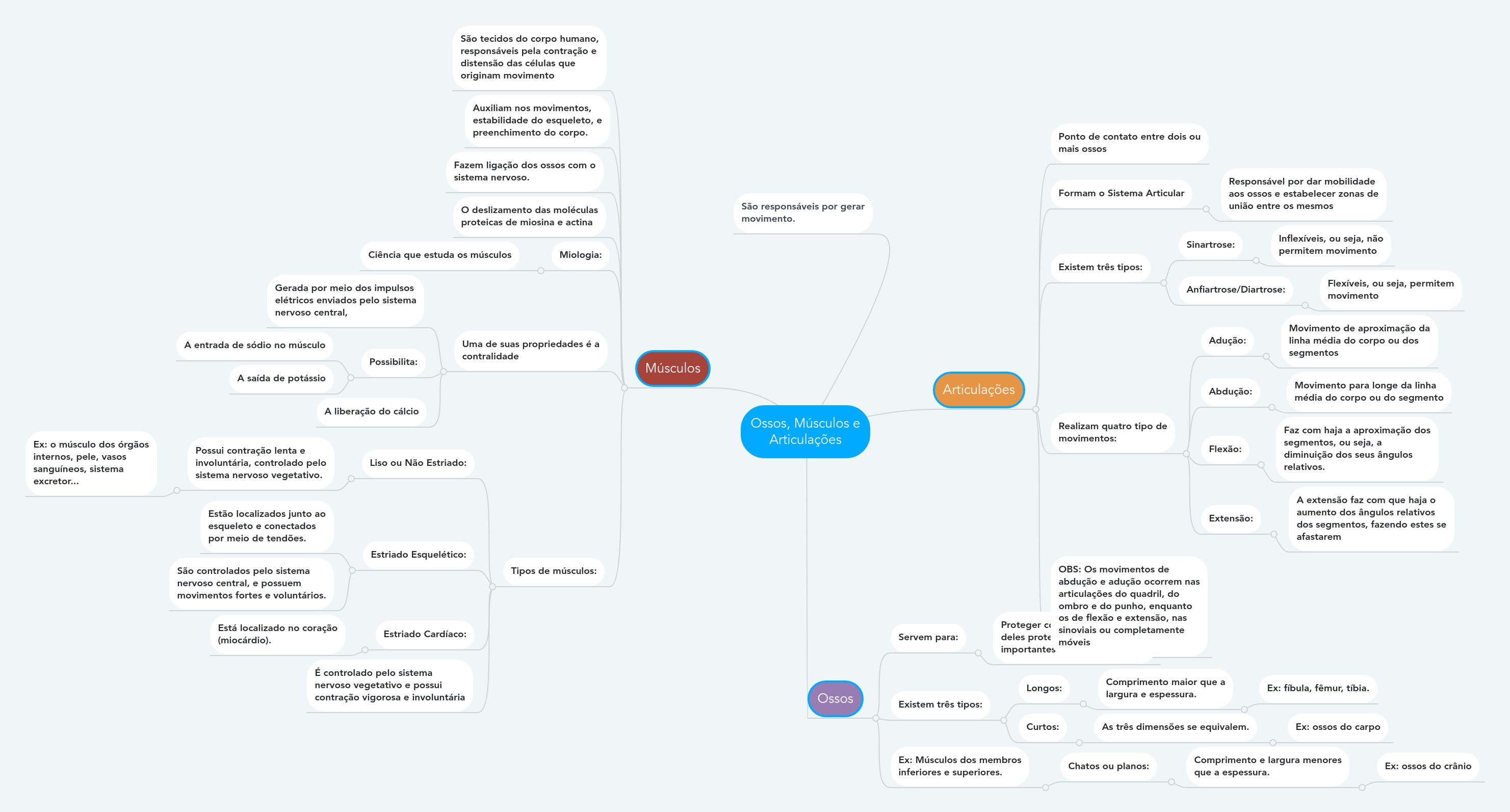 Arriba 102+ Imagen Musculos Mapa Mental - Abzlocal.mx