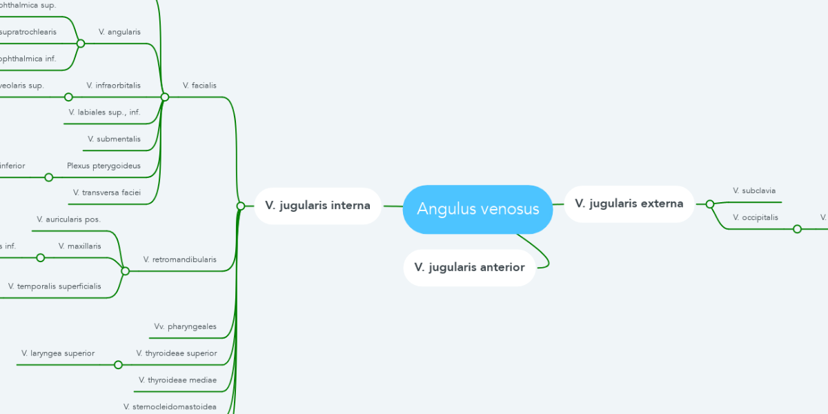 Angulus venosus | MindMeister Mind Map