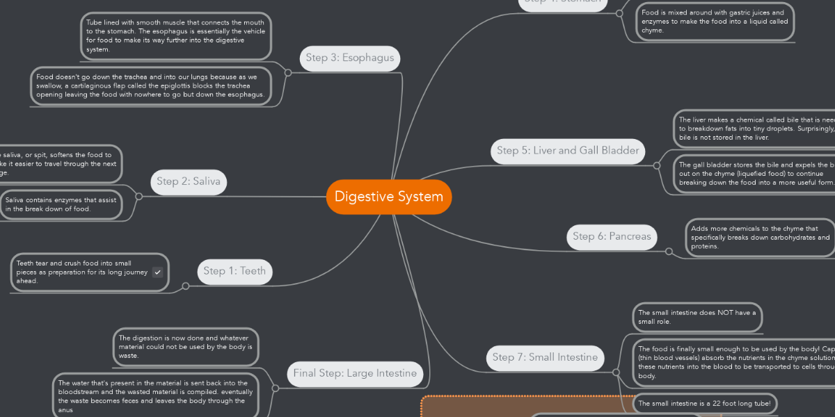 Digestive System | MindMeister Mind Map