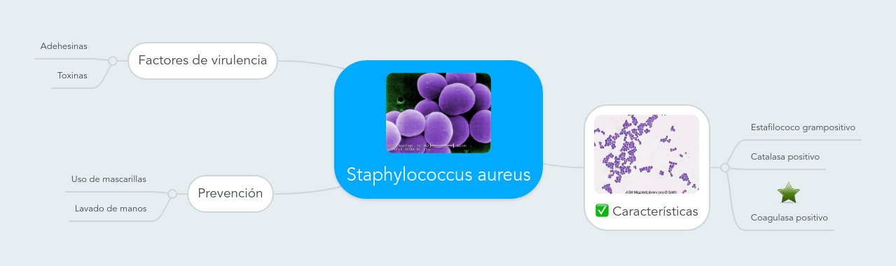 Staphylococcus Aureus | MindMeister Mind Map