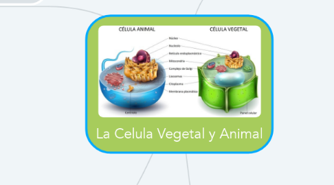 Mind Map: La Celula Vegetal y Animal